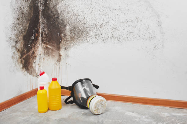 Best Kitchen Mold Remediation in Woodfield, SC