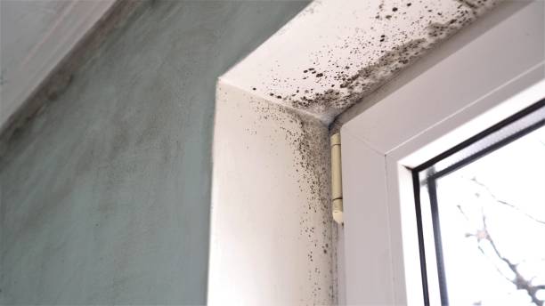Best Mold Remediation for Specific Building Types in Woodfield, SC