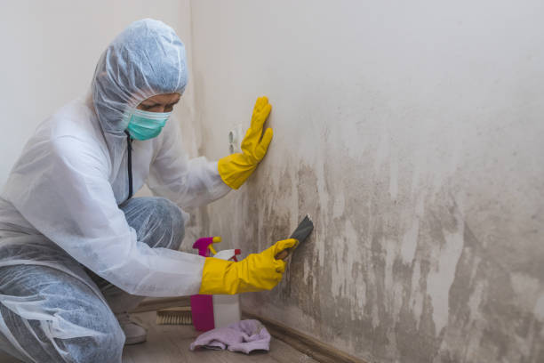 Best White Mold Remediation in Woodfield, SC