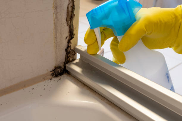 Best White Mold Remediation in Woodfield, SC