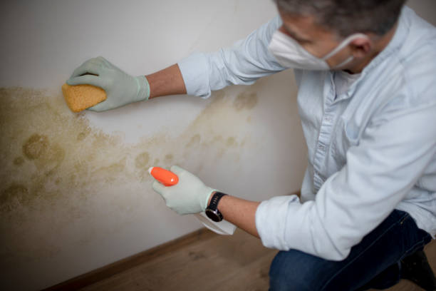 Best Bathroom Mold Remediation in Woodfield, SC