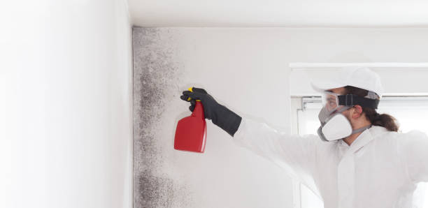 Best Post-Flood Mold Remediation in Woodfield, SC