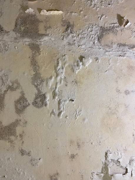 Best Black Mold Remediation in Woodfield, SC