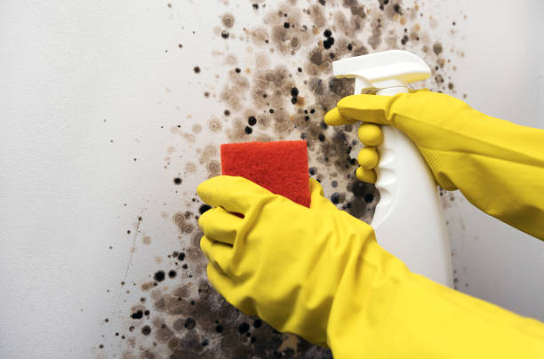 Best Mold Testing and Inspection Services in Woodfield, SC