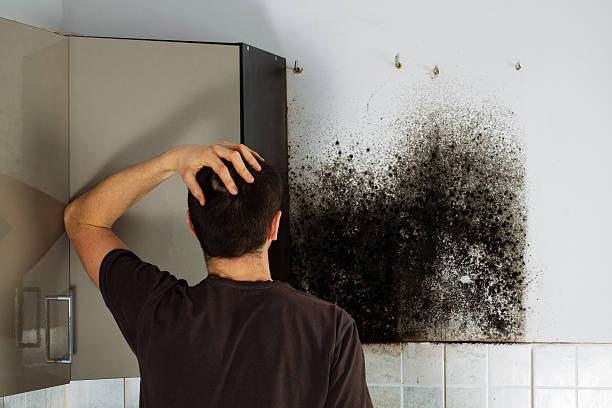 Best Emergency Mold Remediation in Woodfield, SC