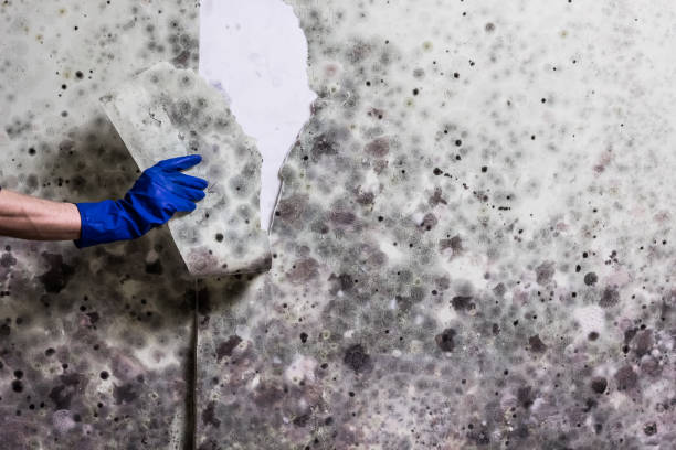 Best Health and Safety Mold Remediation in Woodfield, SC